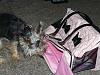Gracies new Carrier!!!-gracie-her-new-carrier-003.jpg