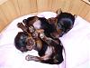 Penelope's Puppies-more-pups-002.jpg