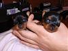 Penelope's Puppies-more-pups-004.jpg