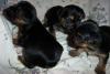 Update: Lily's Pups 22 Days Old-22days..jpg