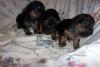 Update: Lily's Pups 22 Days Old-22days.b.jpg