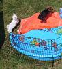 Our Puppy Playland-dsc01410.jpg