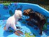 Our Puppy Playland-dsc01420.jpg