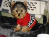 introducing ROCKY-rocky-16-weeks-005.jpg