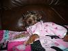 Post Your Fave Pic of Your Yorkie Here!-jammies.jpg