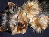 Post Your Fave Pic of Your Yorkie Here!-l_793fbe3d63933528c26b402778055bd1.jpg