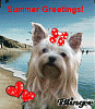 So Many Cute Blingees!-summer-greetings.gif