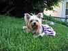 Post Your Fave Pic of Your Yorkie Here!-piccolo-grass-2.jpg