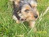 Post Your Fave Pic of Your Yorkie Here!-mikagrass.jpg