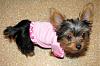 Post Your Fave Pic of Your Yorkie Here!-onni_shirt.jpg