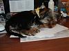 Bring your dog to work day!-maggie-work-6-20-08.jpg