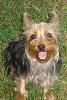 Post Your Fave Pic of Your Yorkie Here!-l_4ab8be3b3edb6ba3d154cf460545c4a4.jpg