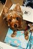 Post Your Fave Pic of Your Yorkie Here!-l_f762c759e8ee30e8d5b8ce6774284db1.jpg