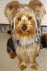 Post Your Fave Pic of Your Yorkie Here!-l_b942663c1a10c25aa625c5d5ffd682f4.jpg