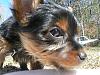 Post Your Fave Pic of Your Yorkie Here!-p1000257.jpg