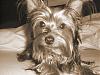 Post Your Fave Pic of Your Yorkie Here!-dakota-005.jpg