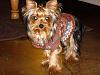 Starlight's Yorkies A++-yorkietalkpic.jpg