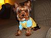 Starlight's Yorkies A++-yorkietalkpic2.jpg