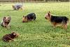 Reesie's 1st day in the Grass!!!-june-123_yorkies.jpg