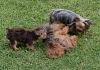 Reesie's 1st day in the Grass!!!-june-106_yorkies.jpg