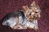 Post Your Fave Pic of Your Yorkie Here!-princess4.jpg