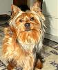 Post Your Fave Pic of Your Yorkie Here!-hello.jpg