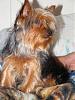 Mischa (Scruffy)-messy-boy1.jpg