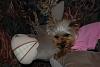 Post Your Fave Pic of Your Yorkie Here!-dsc_0016-medium-.jpg