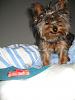 Collapsing Trachea =(... but he's better now... see cute pics!-wasntready.jpg