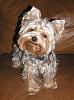 Post Your Fave Pic of Your Yorkie Here!-yt67.jpg