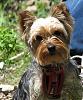 Post Your Fave Pic of Your Yorkie Here!-junecamping-026.jpg
