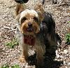 Post Your Fave Pic of Your Yorkie Here!-junecamping-025.jpg