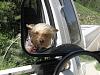 Post Your Fave Pic of Your Yorkie Here!-junecamping-037.jpg