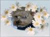 I'm gonna try this!!!-cujo-flowers2.jpeg