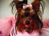 Pebbles is Pretty in PINK!!-img_9357yt.jpg