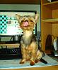 Carson can touch his nose with his tongue, can you?-dsc02770small.jpg