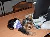 Mikki's first day in the office...-ln101.jpg