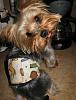 Stedman loves his new Belly Band/Wee Wee Wrap! Thank You Missy!!!-1.jpg