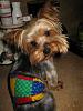 Stedman loves his new Belly Band/Wee Wee Wrap! Thank You Missy!!!-7.jpg