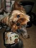 Stedman loves his new Belly Band/Wee Wee Wrap! Thank You Missy!!!-9.jpg