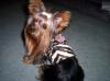 Minnie and her new coats.-fs3.jpg