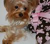 Paisley in her new dress but she was not so happy!-40-600-x-532-.jpg