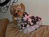 Paisley in her new dress but she was not so happy!-44-600-x-452-.jpg