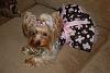 Paisley in her new dress but she was not so happy!-45-600-x-399-.jpg