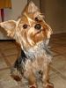 Momma trimmed my hair!!!-groomed-002.jpg