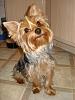 Momma trimmed my hair!!!-groomed-001.jpg