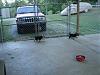 Sampson & Chunky love their new fenced area!-003.jpg