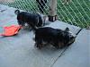 Sampson & Chunky love their new fenced area!-008.jpg