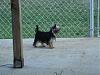 Sampson & Chunky love their new fenced area!-018.jpg