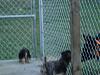 Sampson & Chunky love their new fenced area!-019.jpg